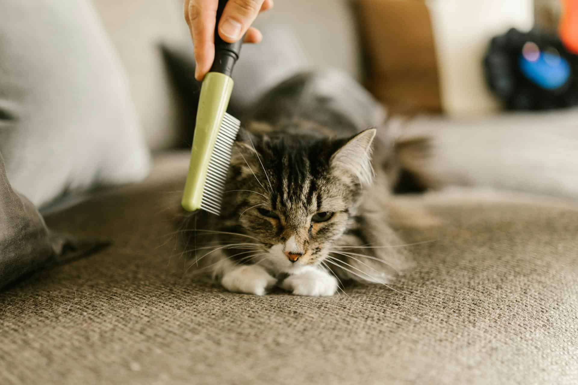 A person brushing a silver tabby cat on gray carpet, addressing potential dandruff issues