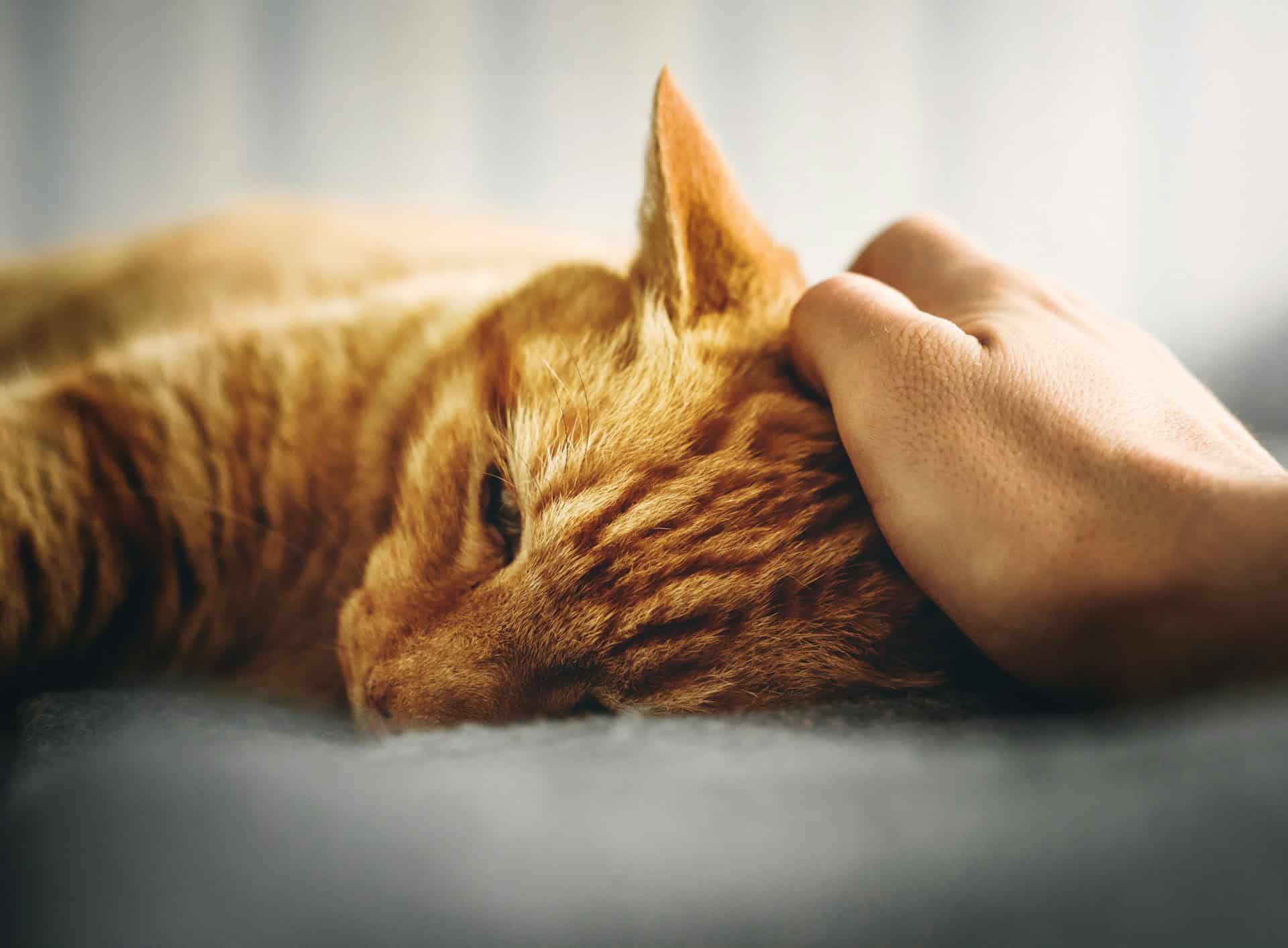 A person gently cradles the head of an orange tabby cat, checking for signs of depression