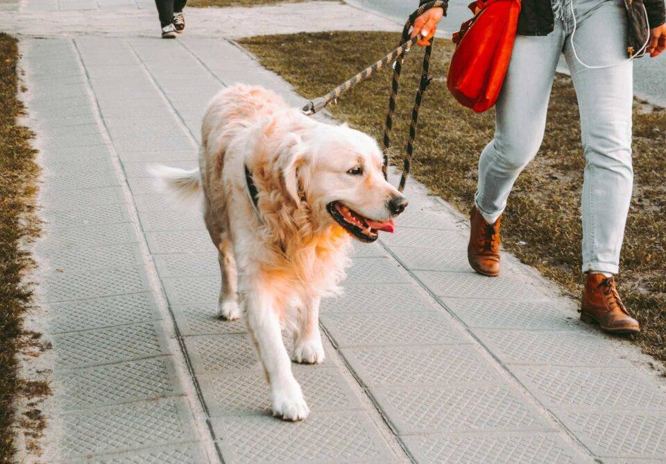 A person guiding Golden Retriever in controlled walking exercise