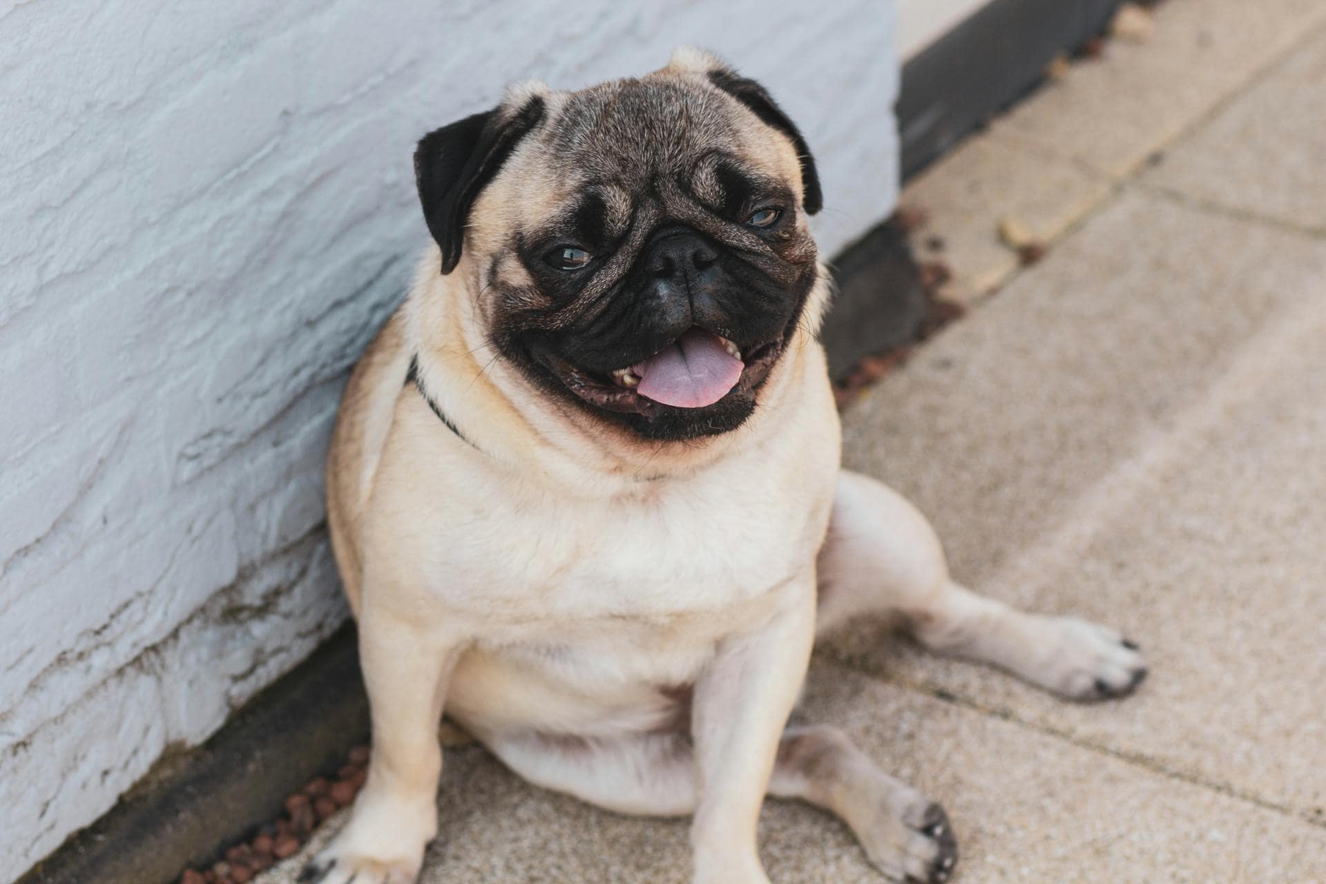 A pug with arthritic joints rests wearily on the floor, seeking relief from discomfort