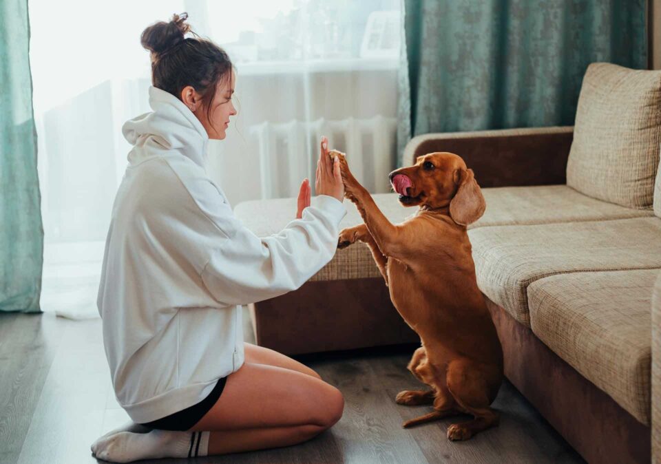 A woman engages in playtime with her cheerful dog in the comfort of their home