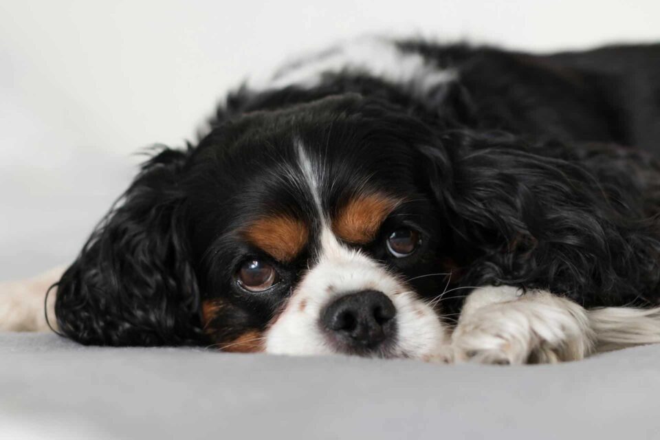 Adorable Cavalier King Charles Spaniel puppy resting on a bed