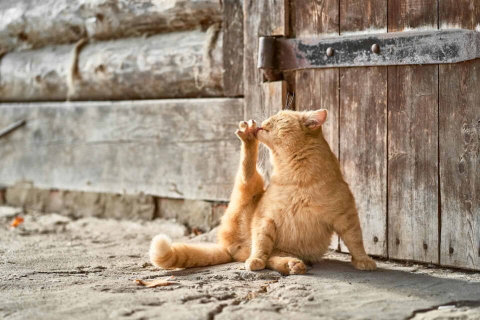 An orange tabby cat grooming its paw, possibly indicating a flea issue