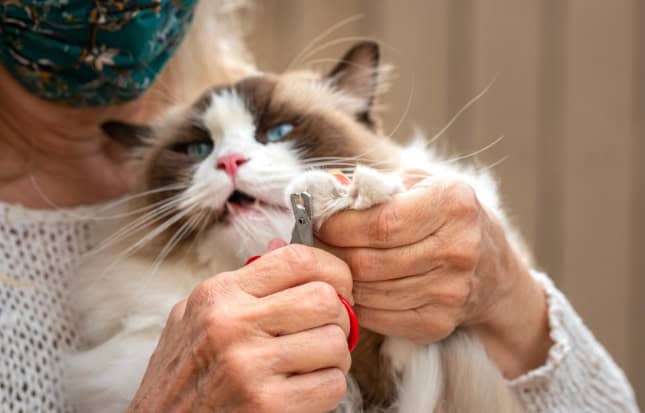 Bond with Cat Through Grooming