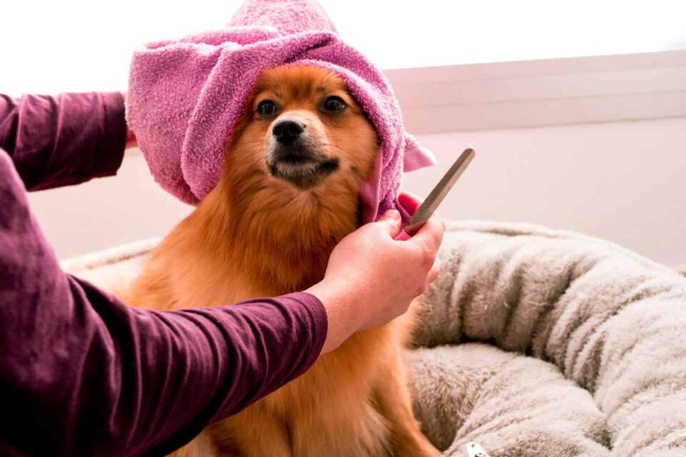 Brown Pomeranian in pink towel showcasing a healthy coat with the help of Vitamin E