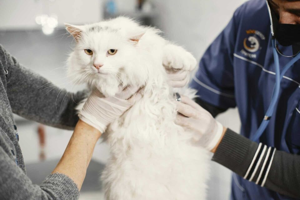 Cat receiving care at the veterinarian's office