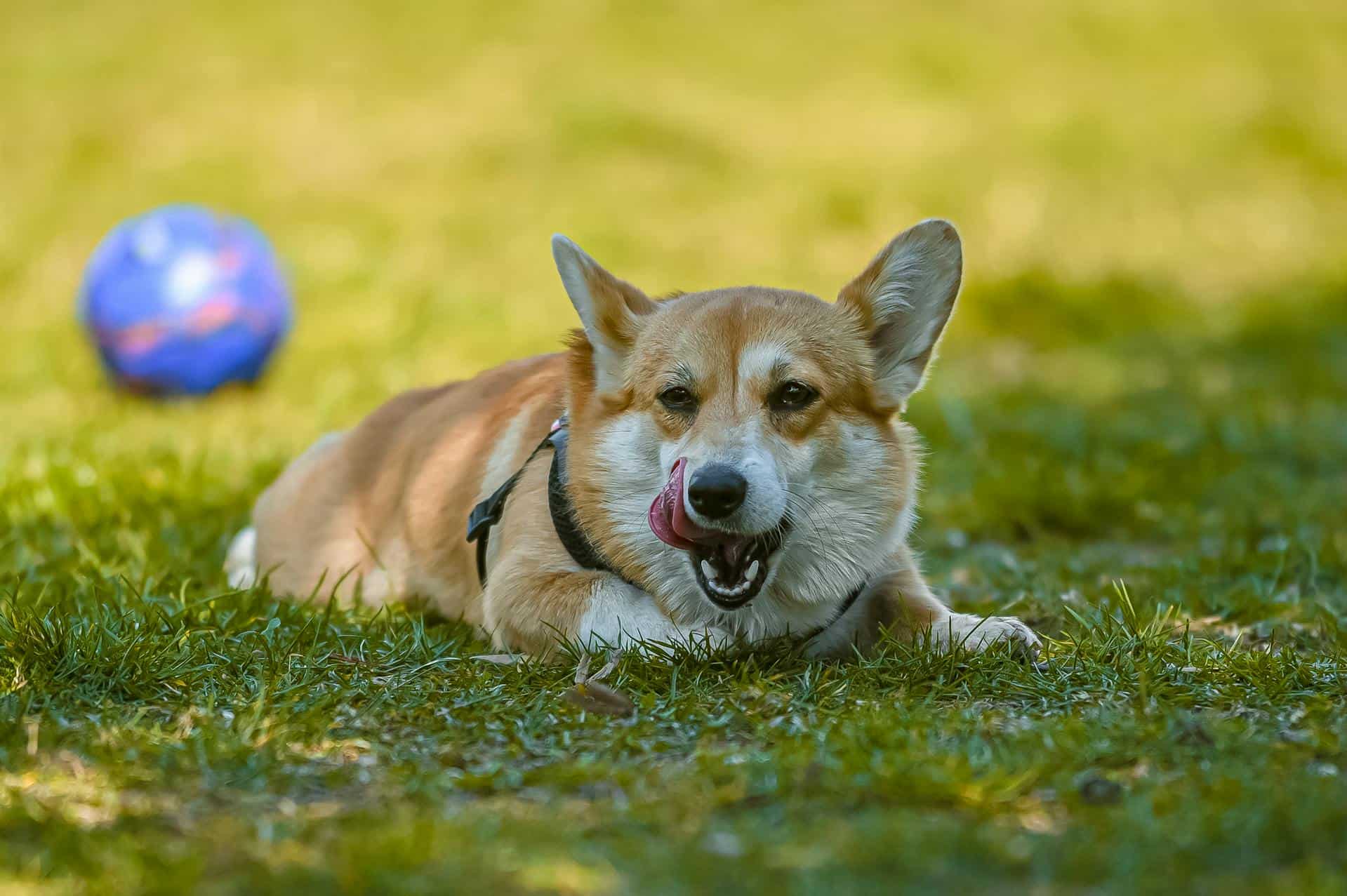 Close-up of a Corgi licking its face, possibly due to itching without fleas