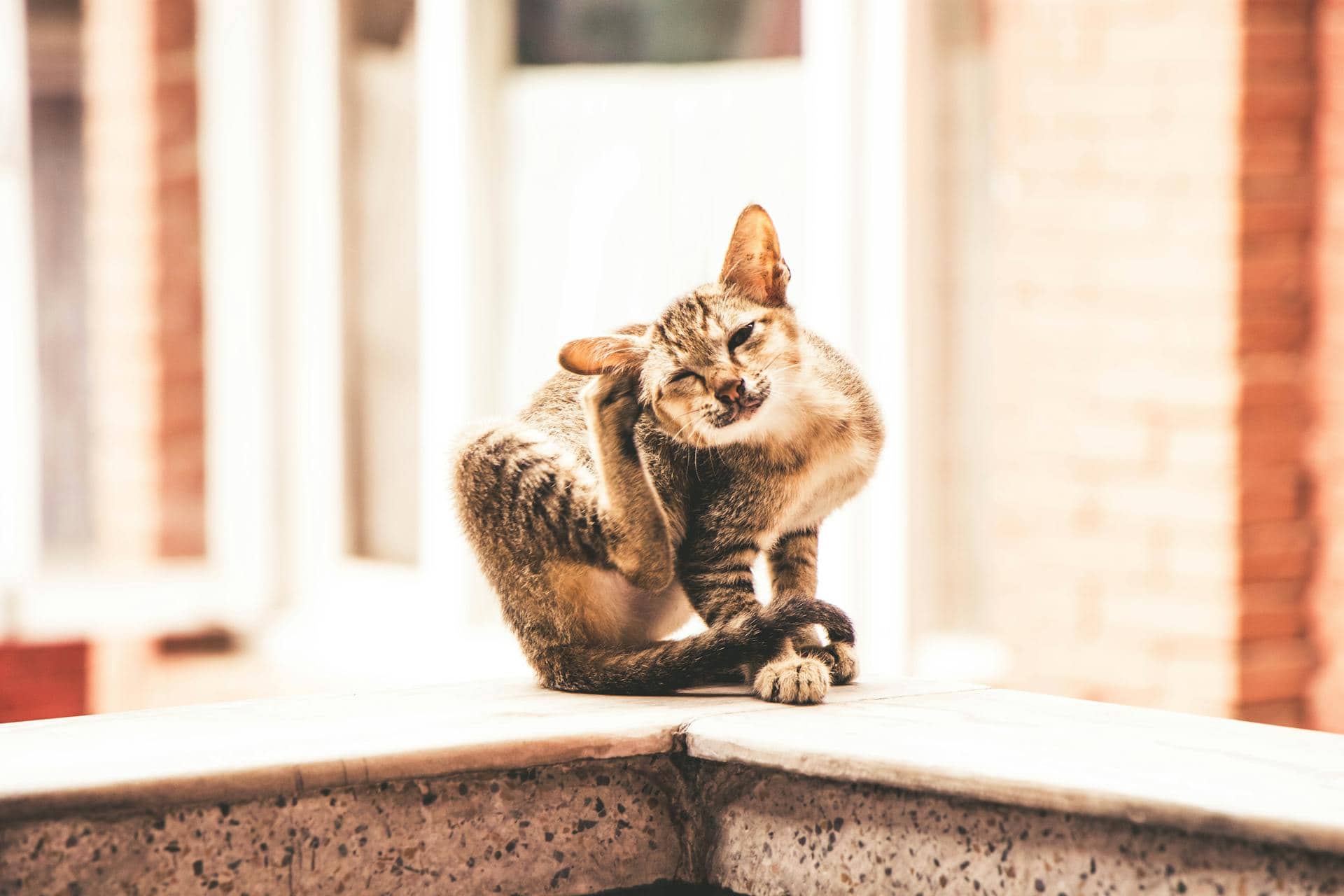 Close-up of a cat scratching its irritated, itchy skin