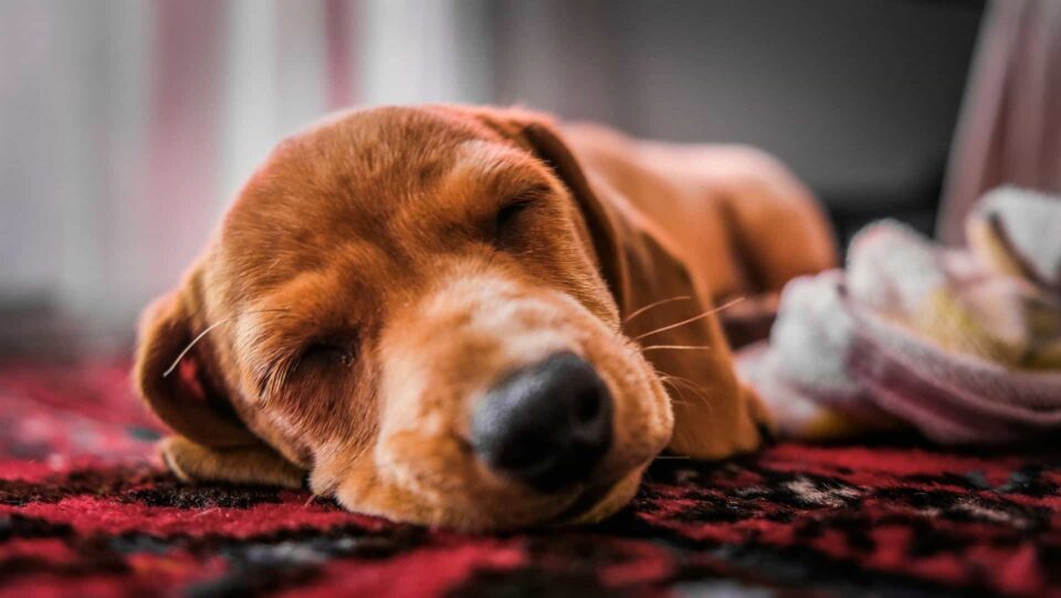  Close-up of peacefully sleeping dog