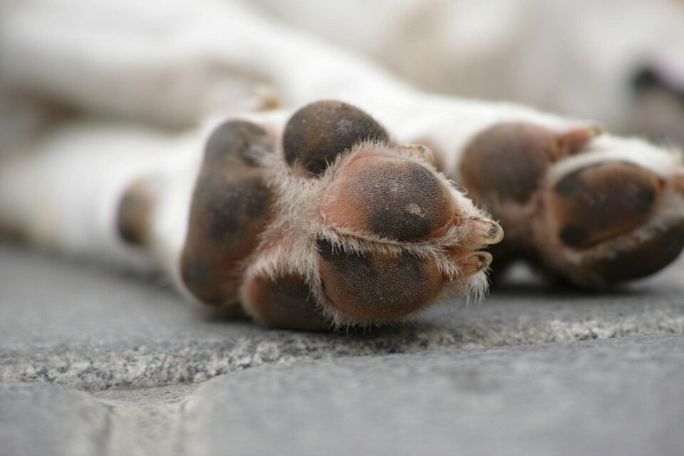 Close-up photograph of a white dog's paws