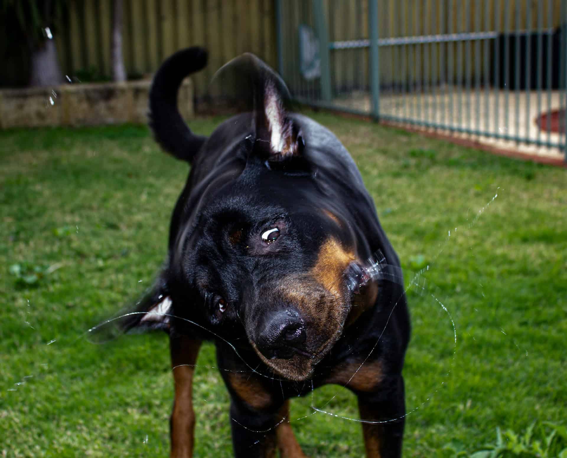 Dog shaking head, a behavior often concerning for fur parents