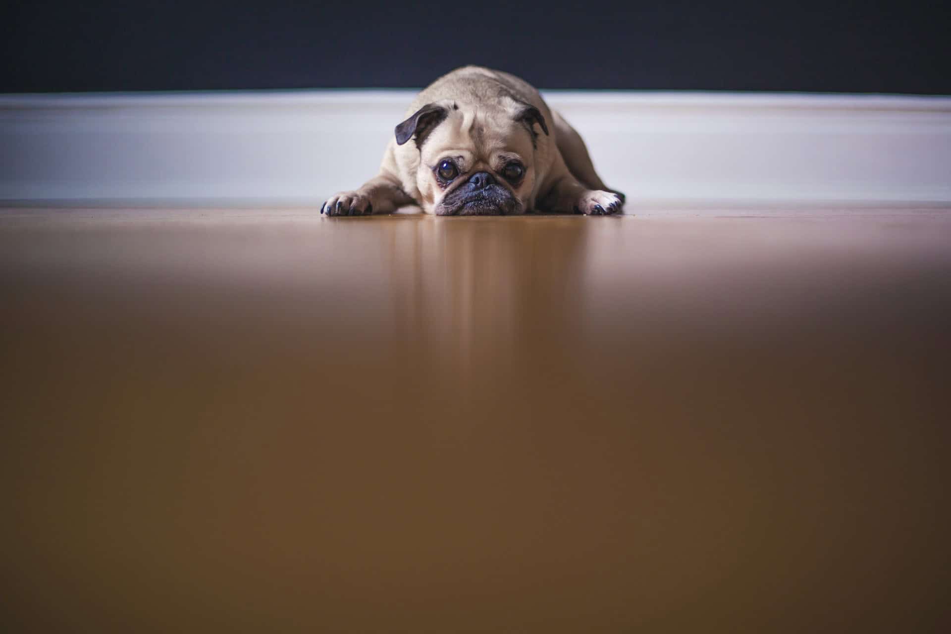 Fawn pug lying on the floor, displaying reluctance and apprehension towards walking