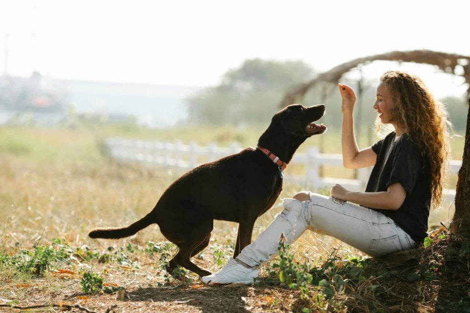 Fur parent giving treat to dog as positive reinforcement to encourage walking