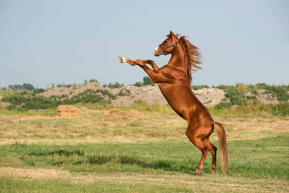 Horse displaying hooves adapted to various environments, highlighting changing grooming needs.