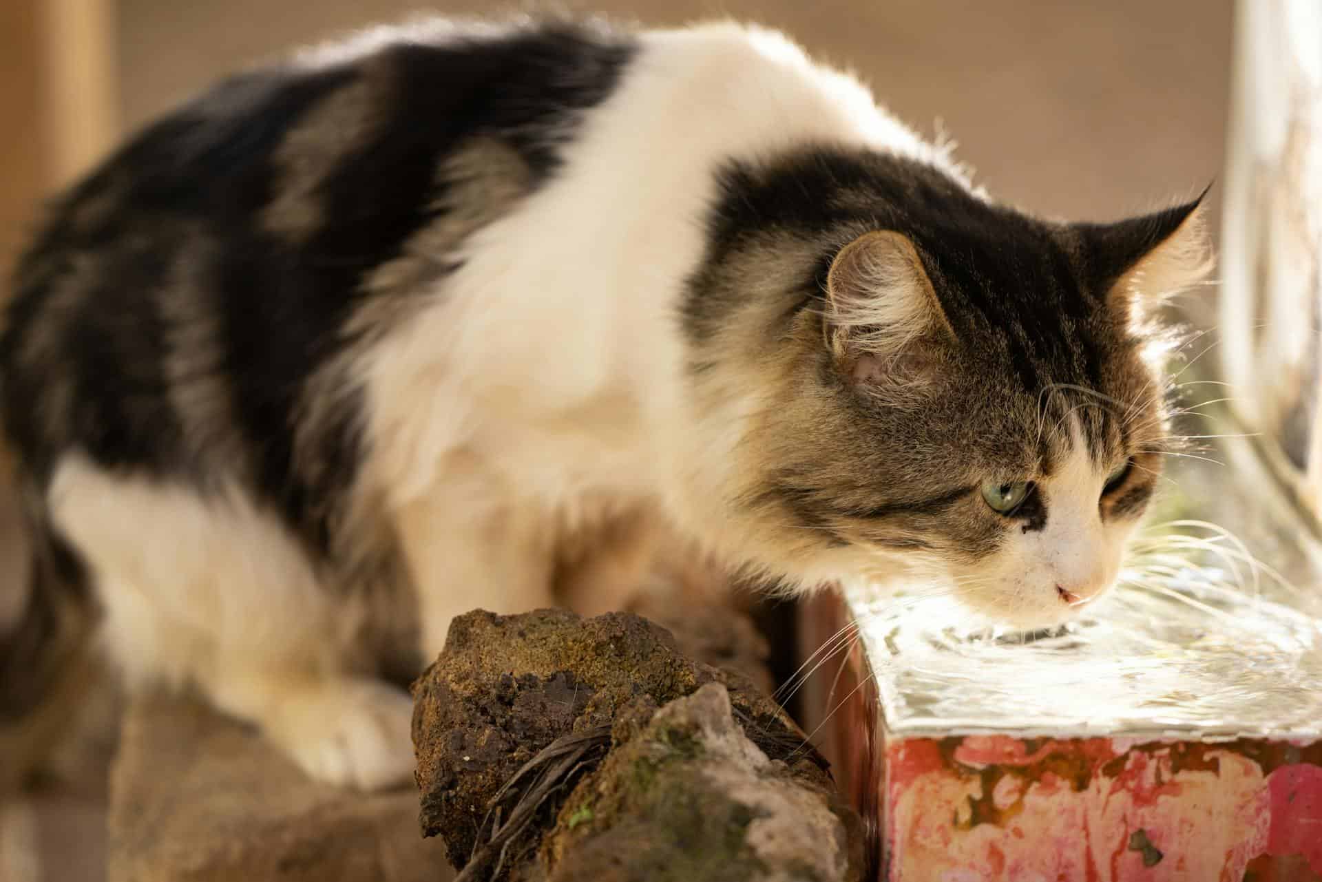 Maintaining its health and well-being, a cat quenches its thirst with water