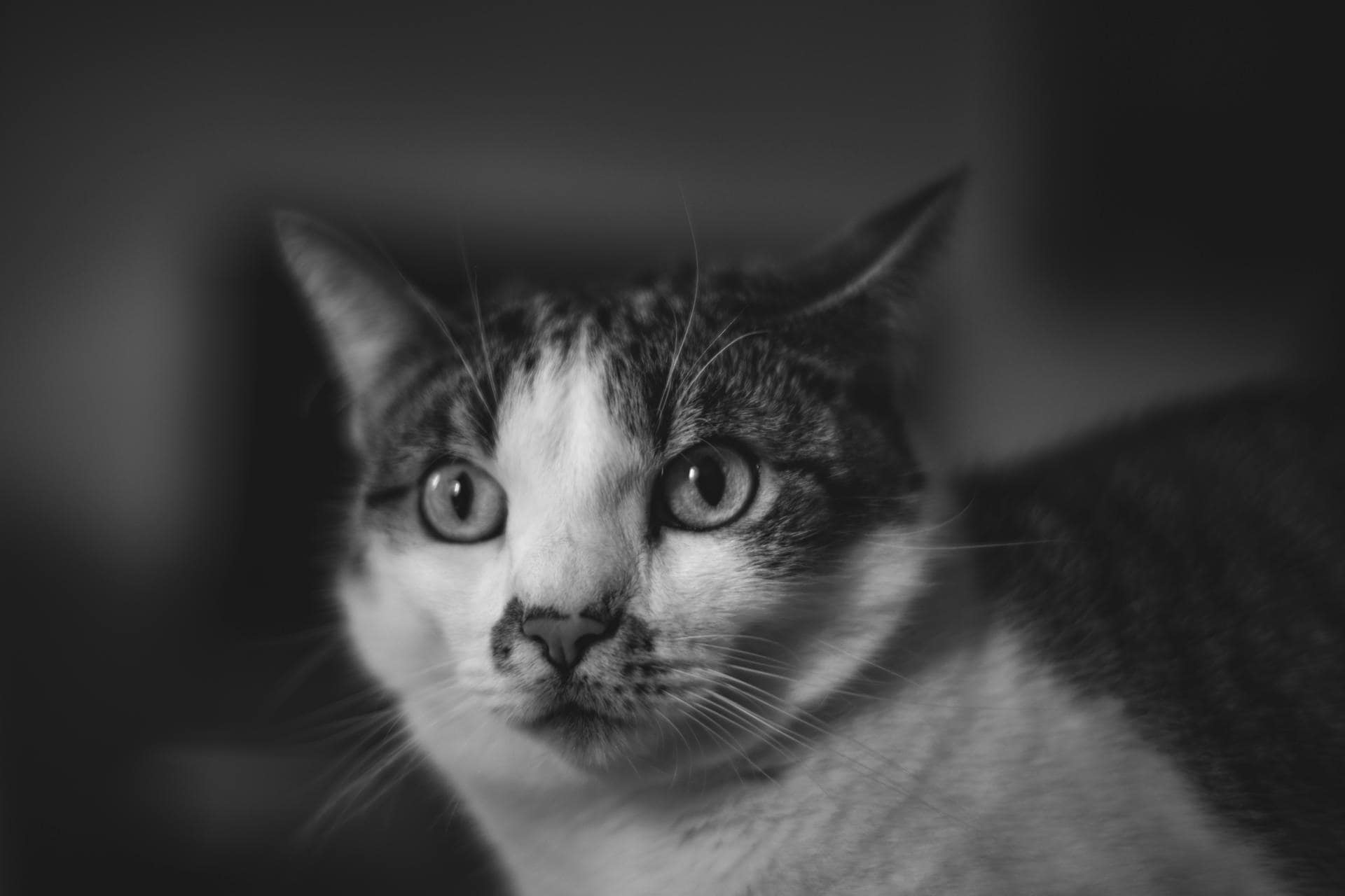 Muzzle of a startled cat’s face, exhibiting signs of spraying behavior