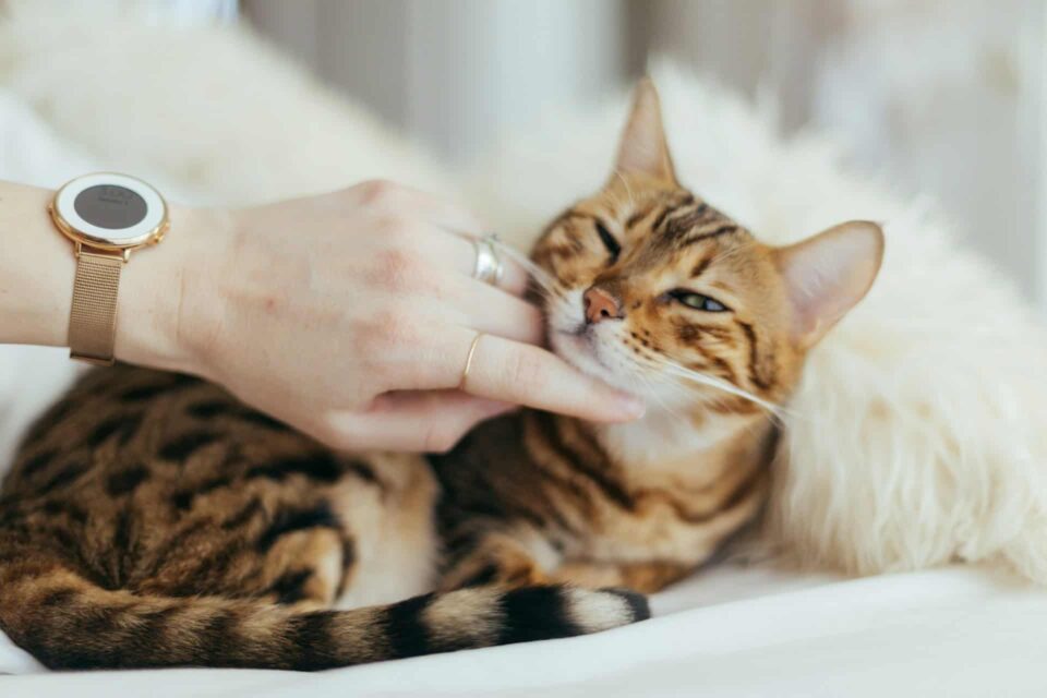 Person providing emotional support and interaction to a brown cat on a white textile