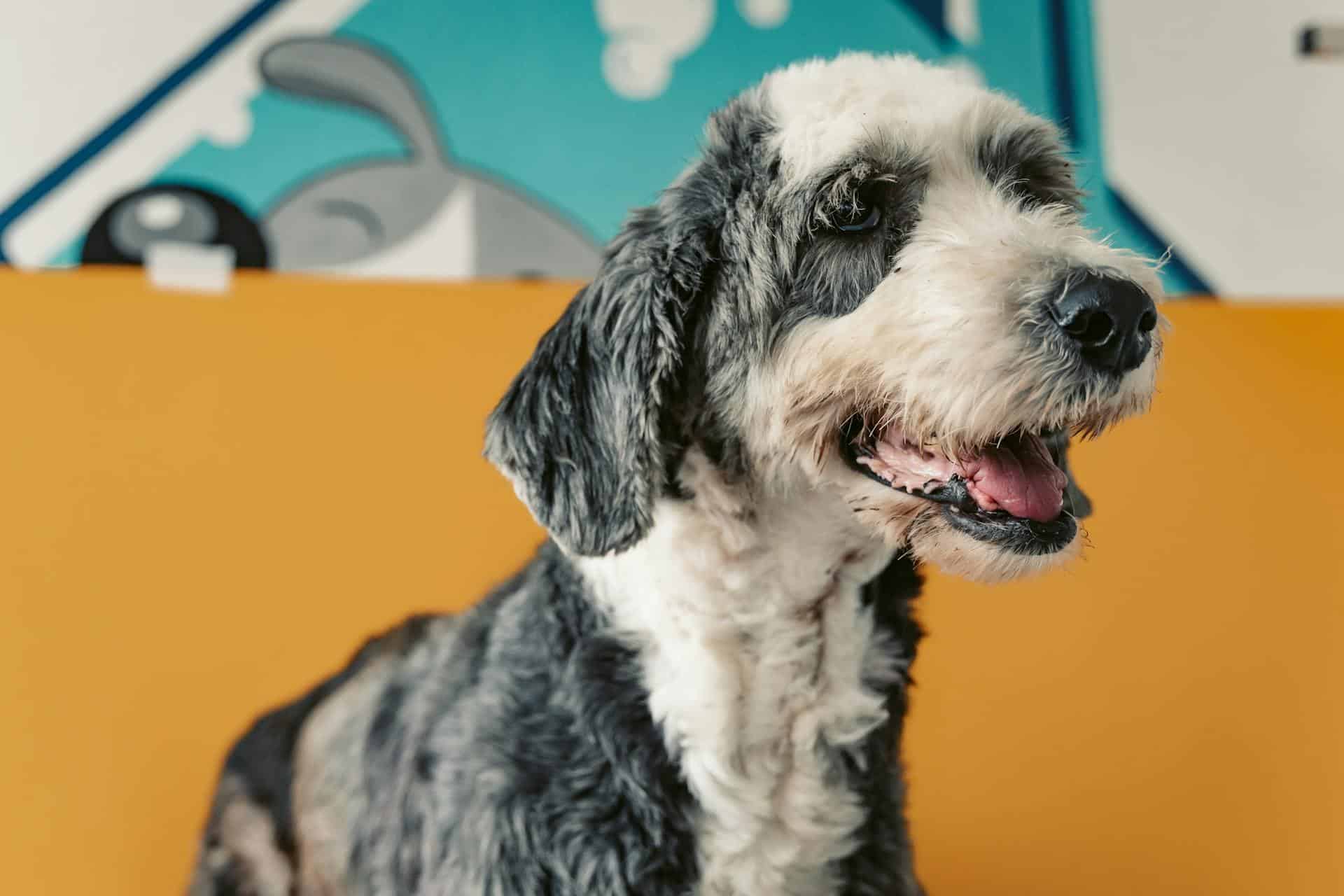 Portrait of a gray and white terrier with alopecia