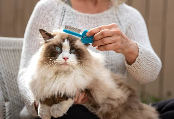 Positive Grooming Experience with Cat