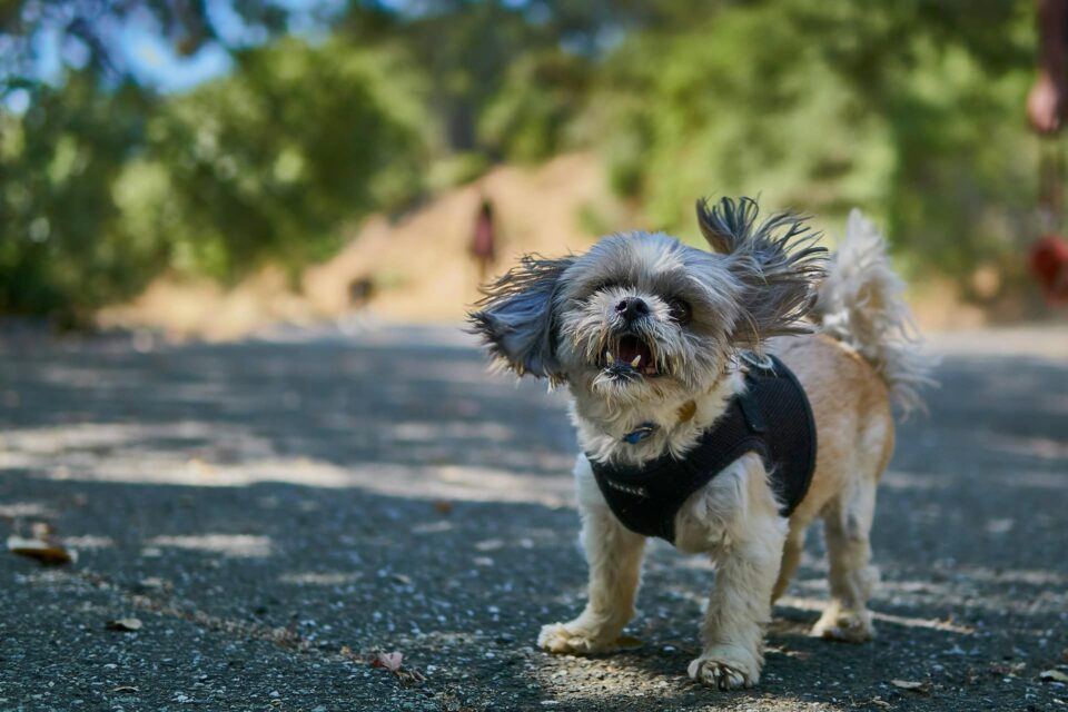 Pup's head shaking prompts vet visit for ear infections or neurological issues