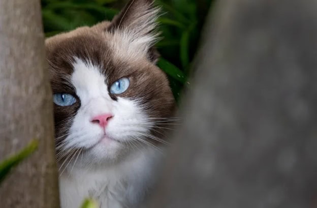 Scared cat for a car ride