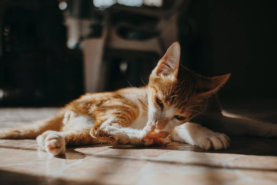 Tabby cat reclining on the floor, exhibiting possible signs of itchiness