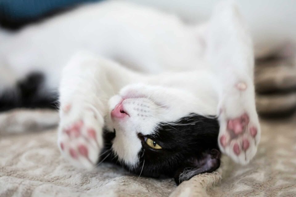  White and black cat resting on brown textile, content with flea relief