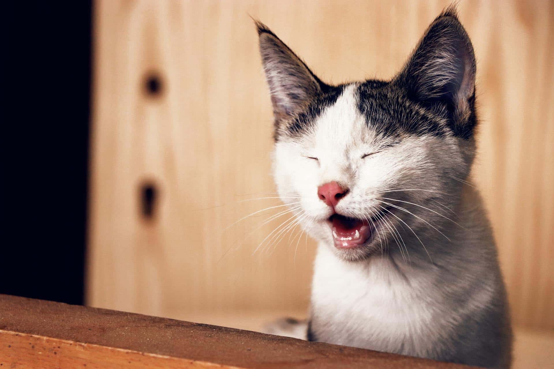 black and white cat sneezing