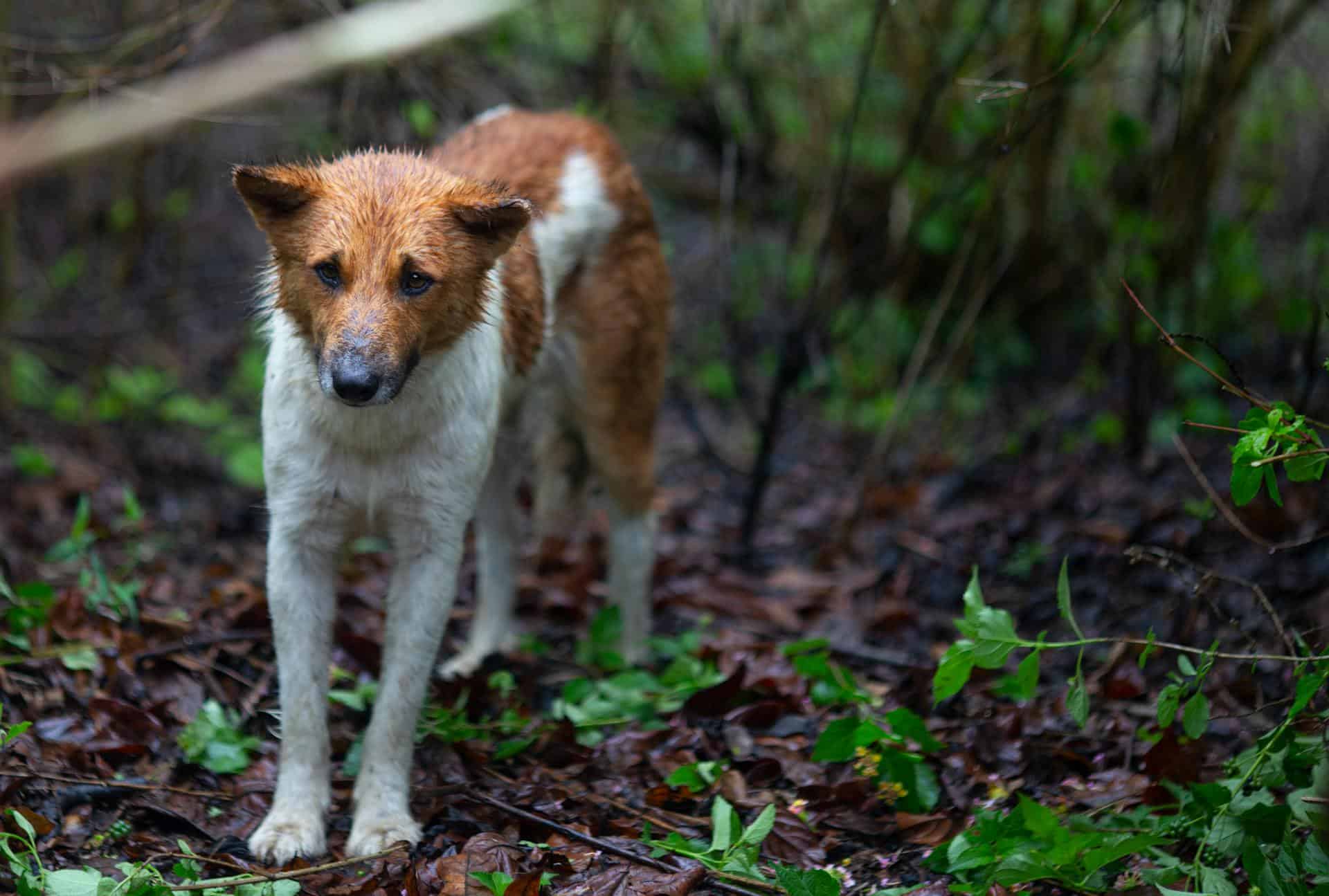 brown and white dog in a wet forest