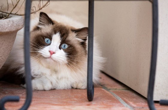 brown and white furry cat staring