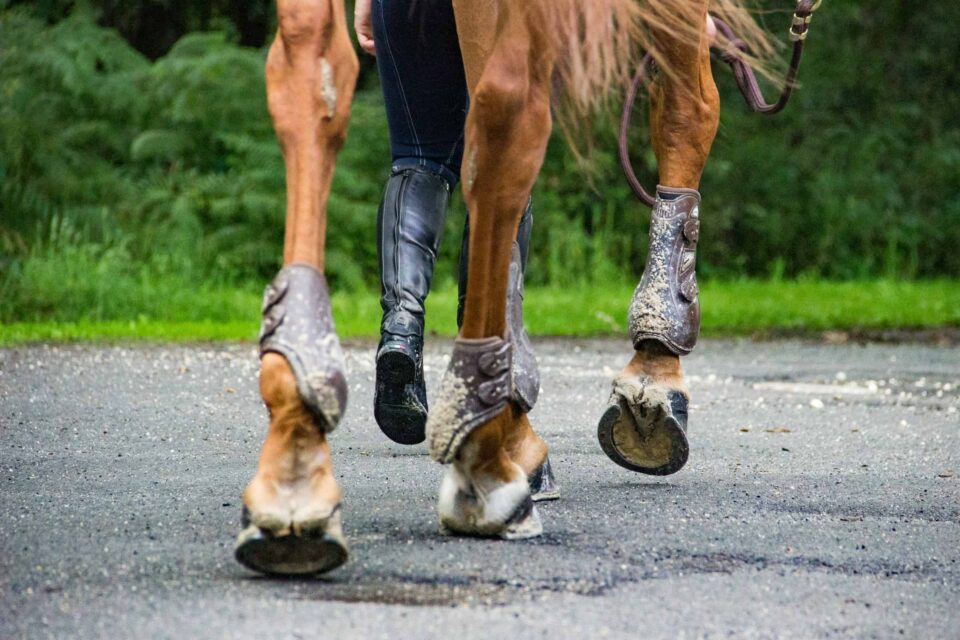 brown horse with horse shoes walking with human