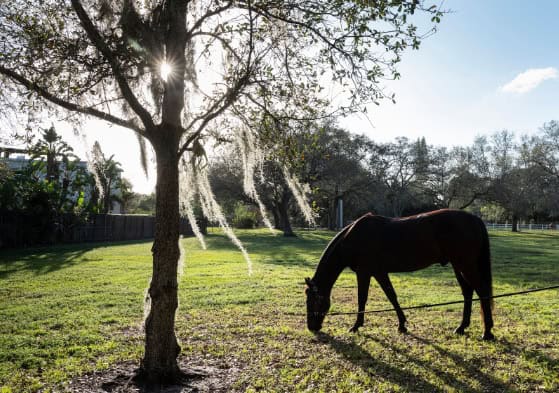 brown mare on a greenfield during daytime