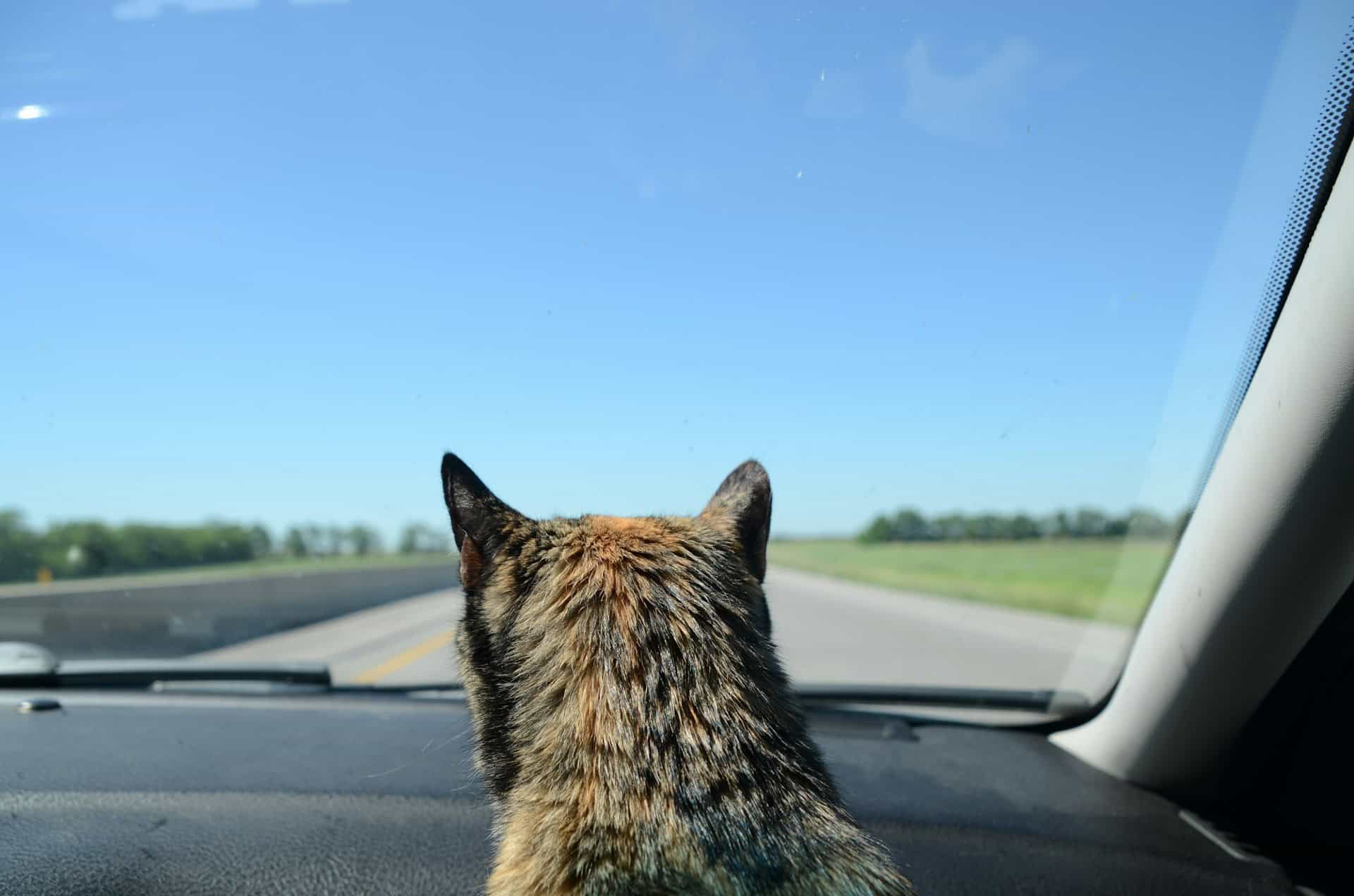 cat scared on a car ride