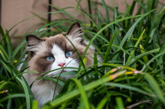 cat with blue eyes staring from behind grass