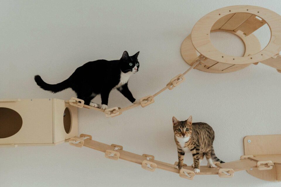 cats playing on their wooden play house mount on wall