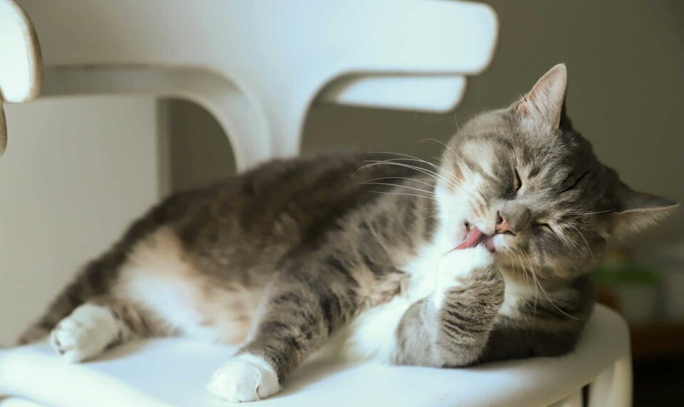 cute gray cat licking its paws