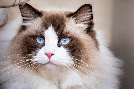 cute white and brown cat with blue eyes