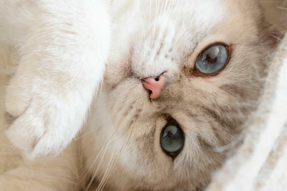 cute white cat with blue eyes