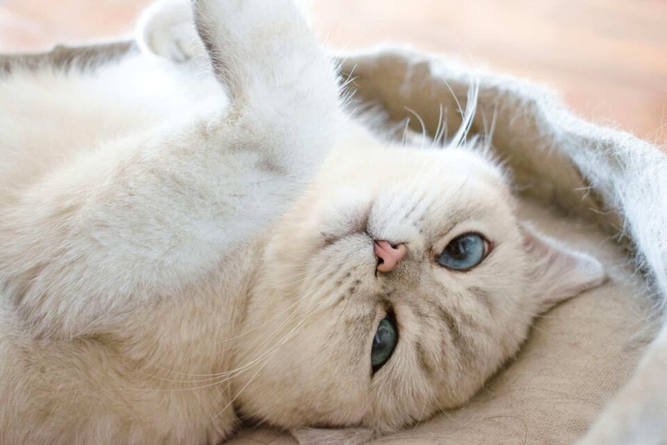 cute white cat with blue eyes lying down