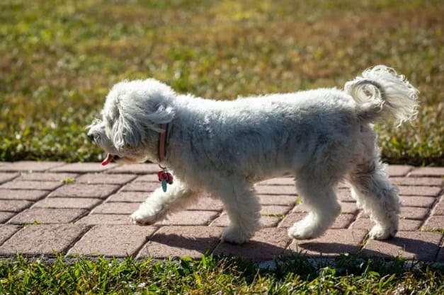 dog on a walk with shea butter balm