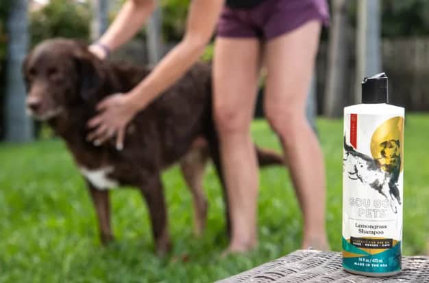 fresh and clean dog with Gou Gou Pet’s shampoo