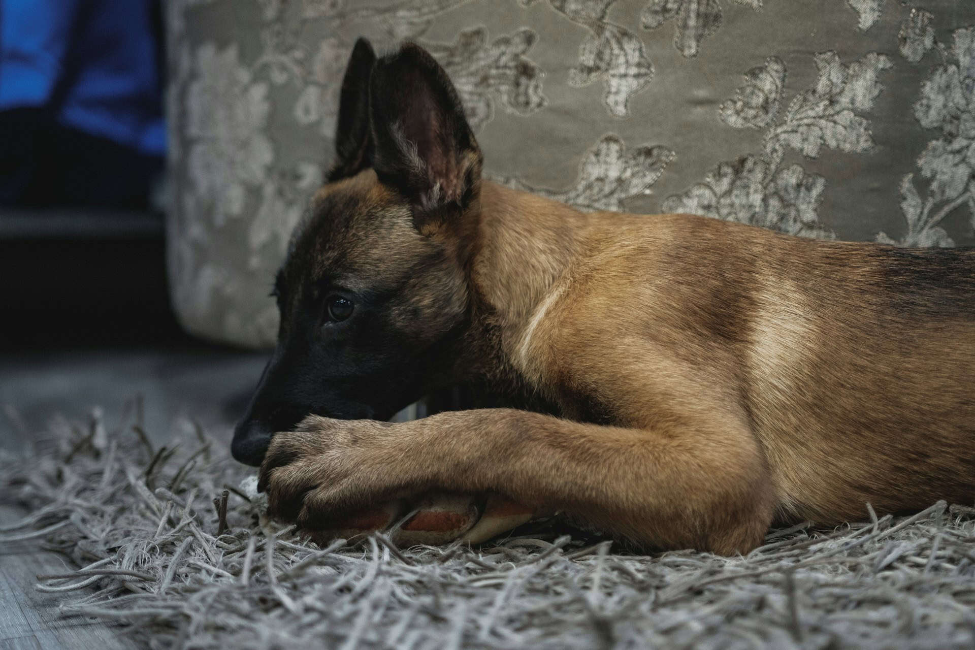 Dog chewing paws, a behavior indicating various reasons from hygiene to health concerns