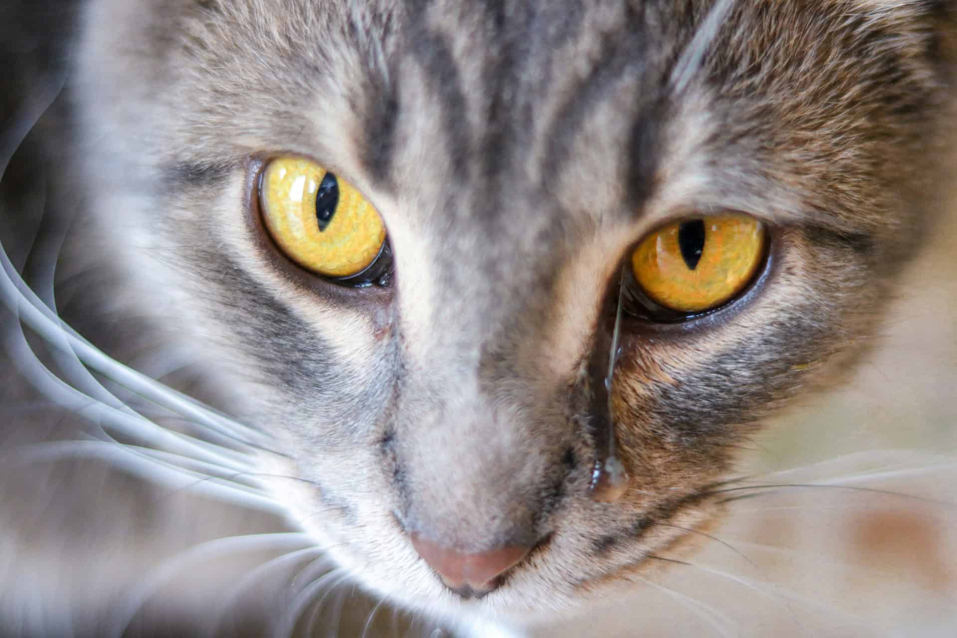 gray cat with tears in its yellow eyes