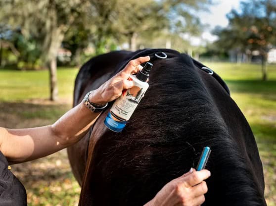 grooming a horse regularly