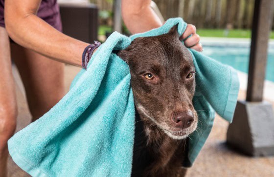 how to clean dog’s ears