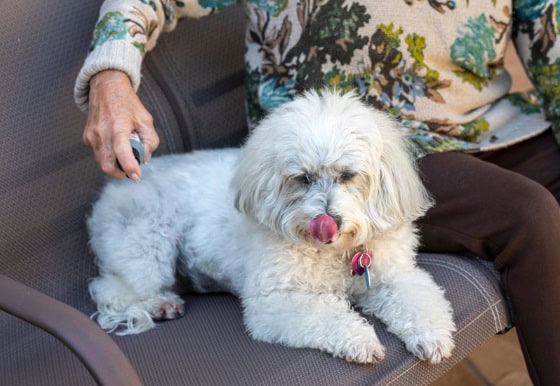 human spraying on a white furry dog with its tongue out