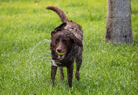 newly bathed dog happily playing outside