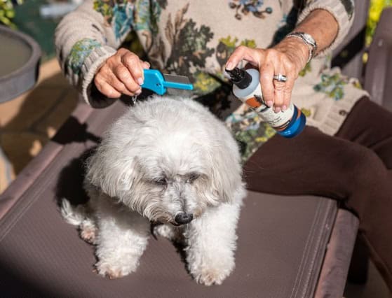 pamper your pet dog