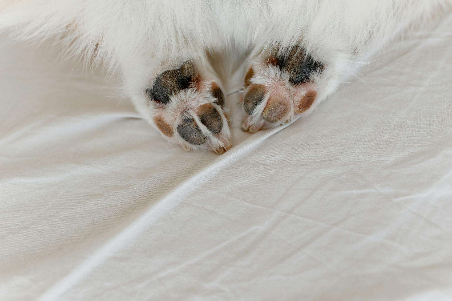 paws of a white dog on white cloth