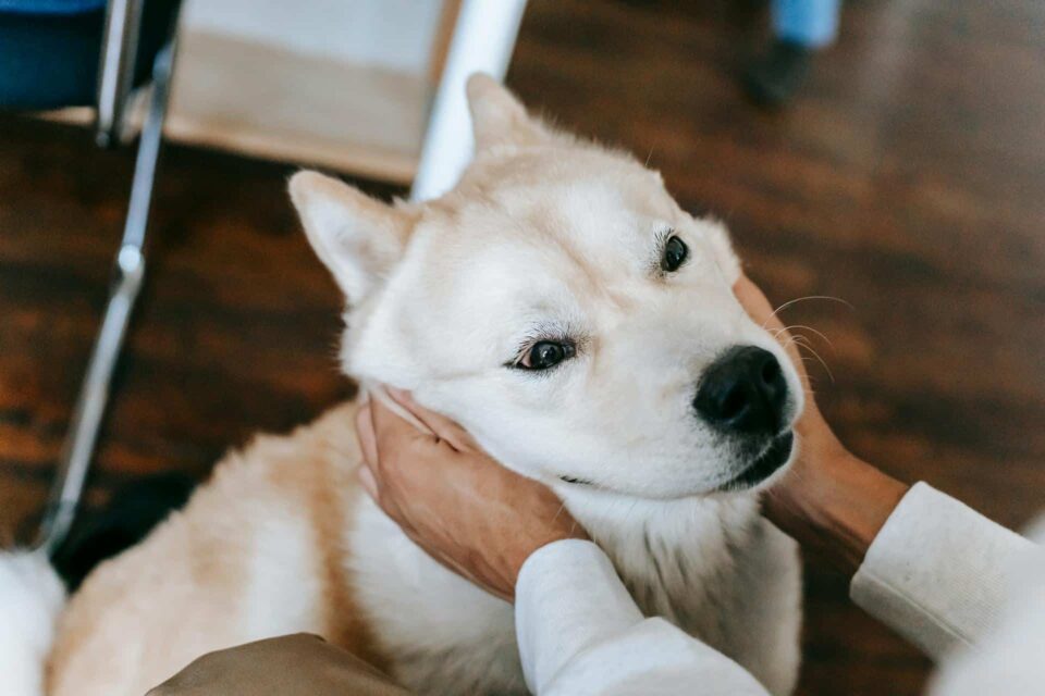 person checking dog’s ear for infection